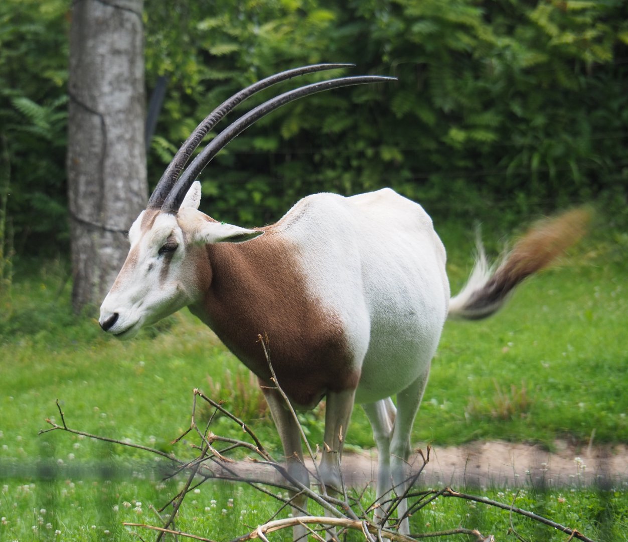 Scimitar-horned oryx (Oryx dammah), 2020-07-14