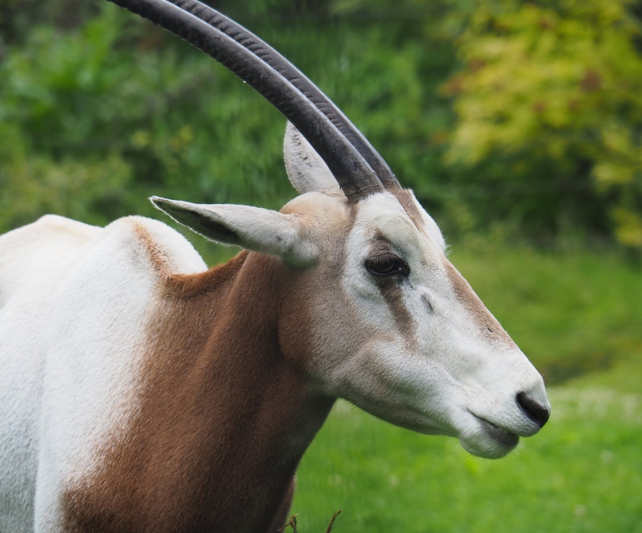 Scimitar-horned oryx (Oryx dammah), 2020-07-14