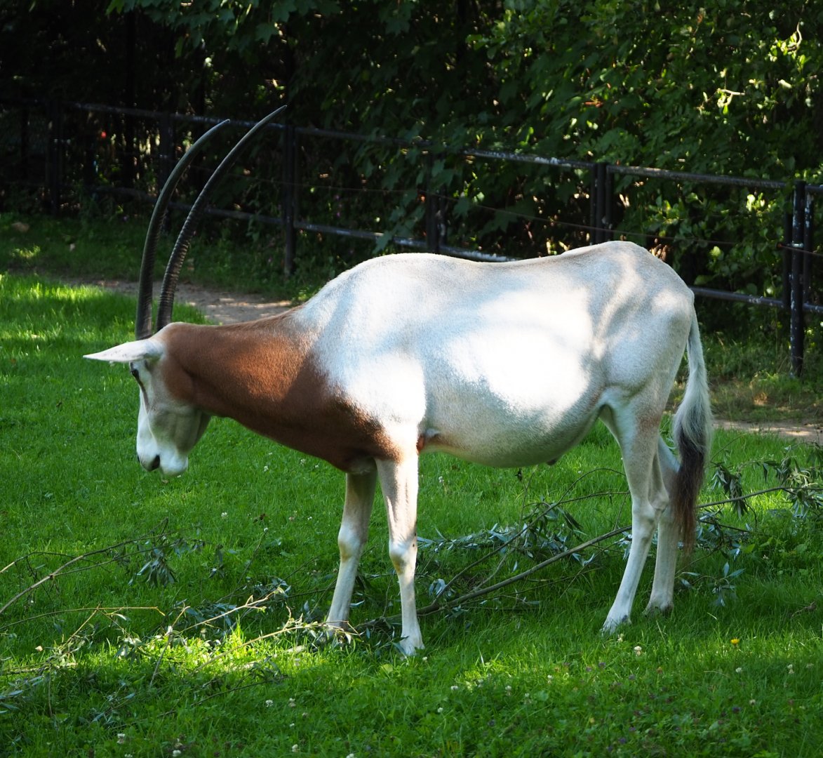 Scimitar-horned oryx (Oryx dammah), 2020-07-21