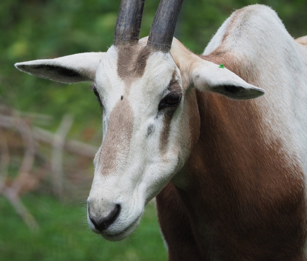 Scimitar-horned oryx (Oryx dammah), 2020-08-15