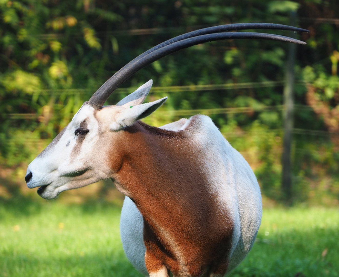 Scimitar-horned oryx (Oryx dammah), 2020-09-16