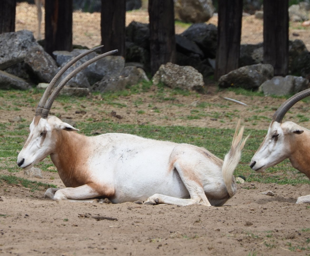Scimitar-horned oryx (Oryx dammah), 2021-06-15