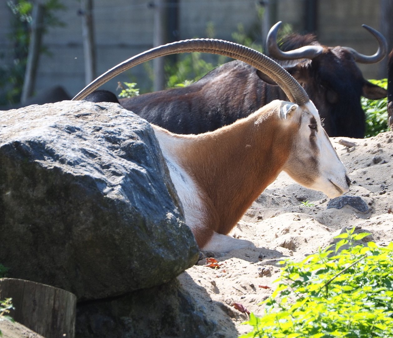 Scimitar-horned oryx (Oryx dammah), 2021-09-02