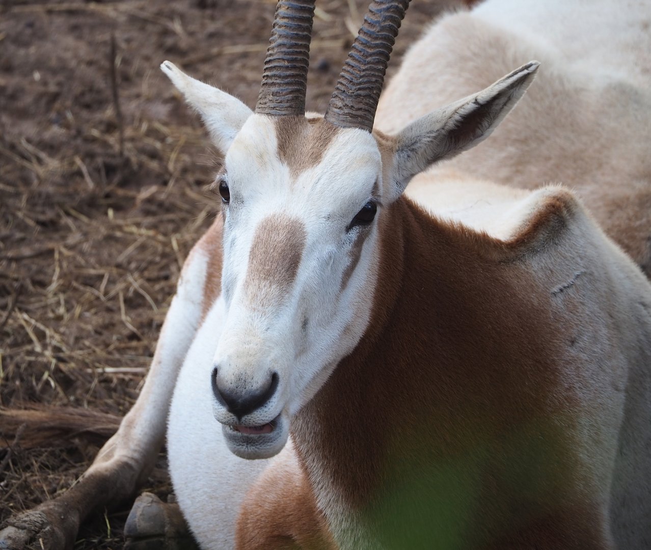 Scimitar-horned oryx (Oryx dammah), 2023-05-16