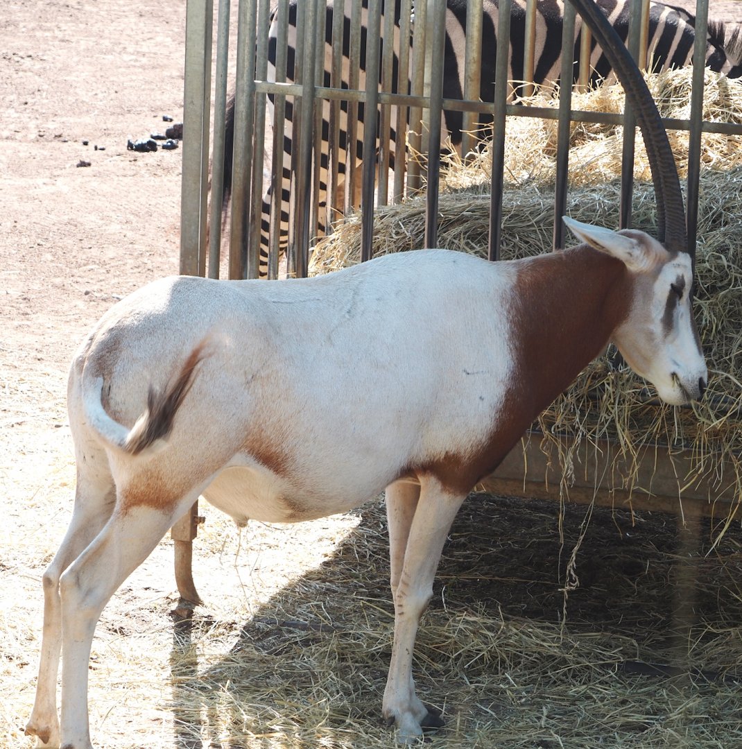 Scimitar-horned oryx (Oryx dammah), 2024-09-17