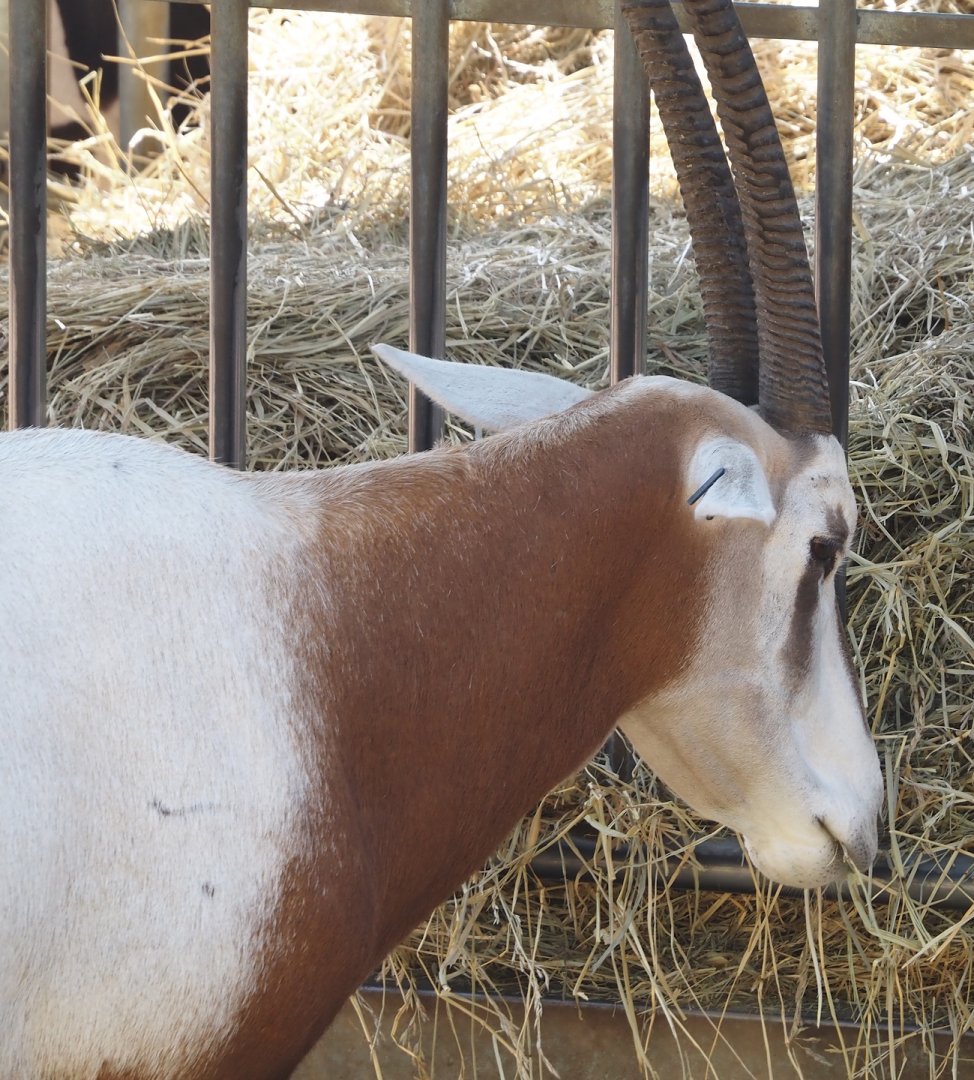 Scimitar-horned oryx (Oryx dammah), 2024-09-17
