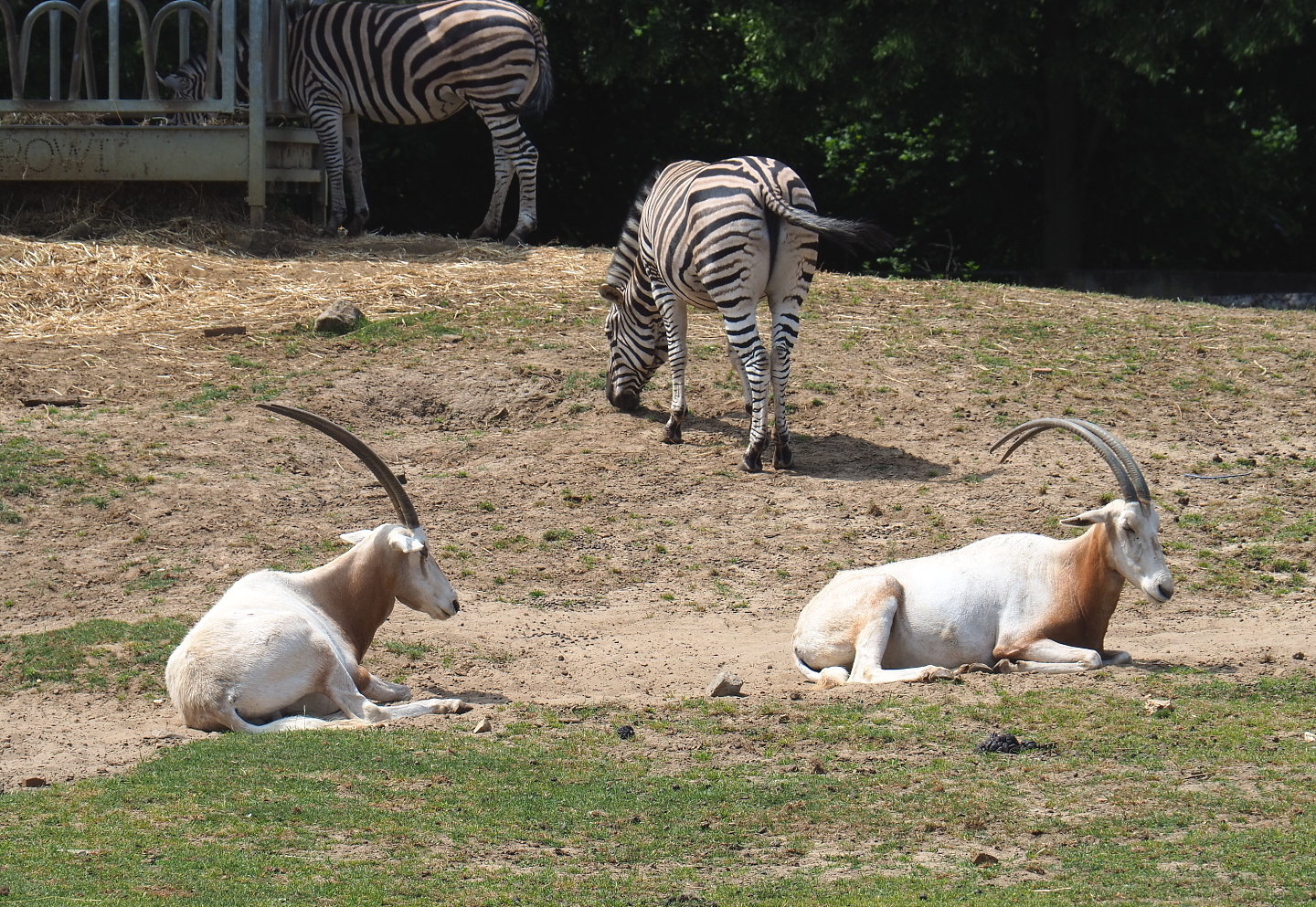 Scimitar-horned oryx (Oryx dammah) and Damara zebra (Equus quagga burchellii), 2021-06-15