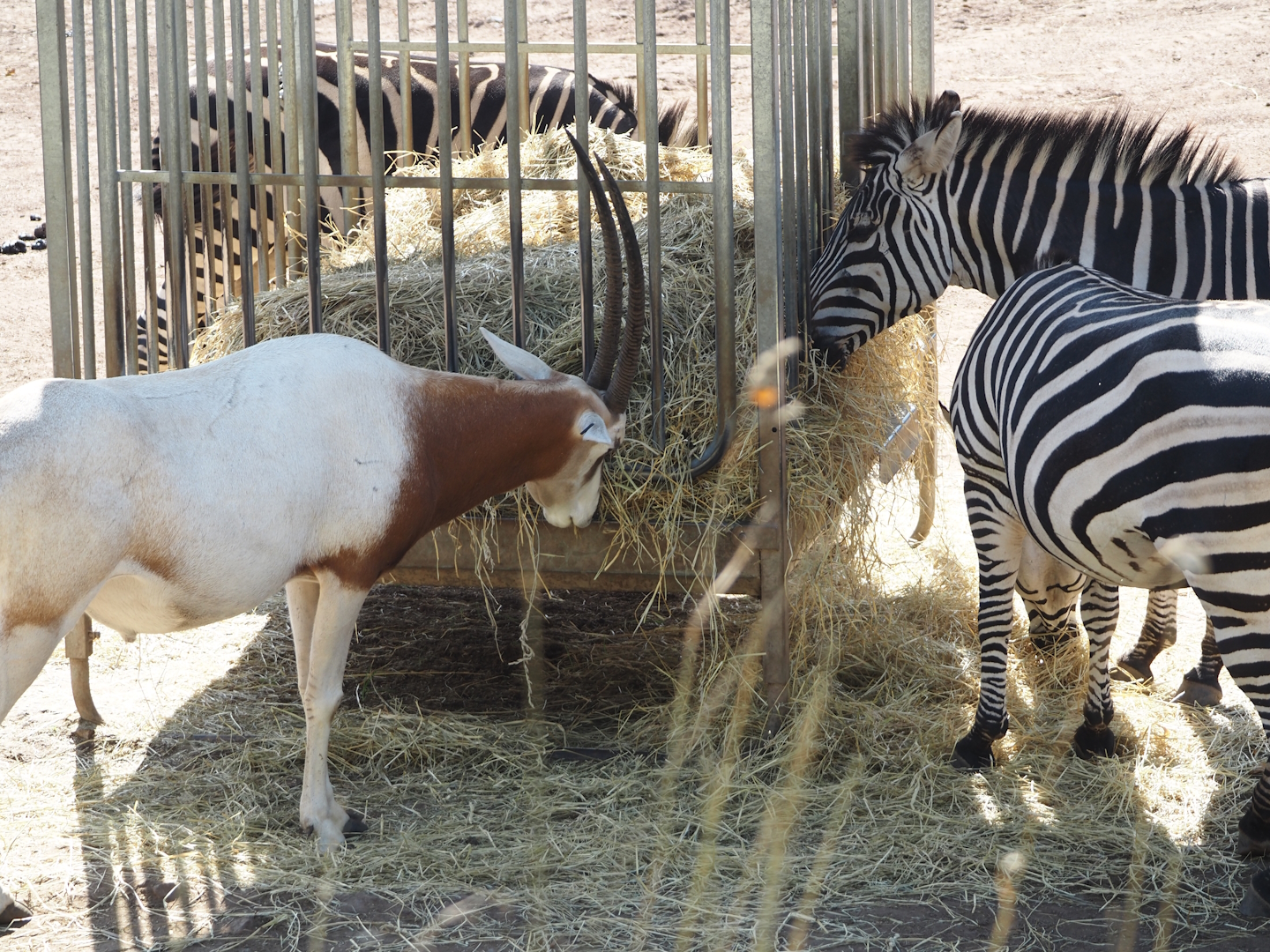 Scimitar-horned oryx (Oryx dammah) and Grant's zebras (Equus quagga boehmi), 2024-09-17