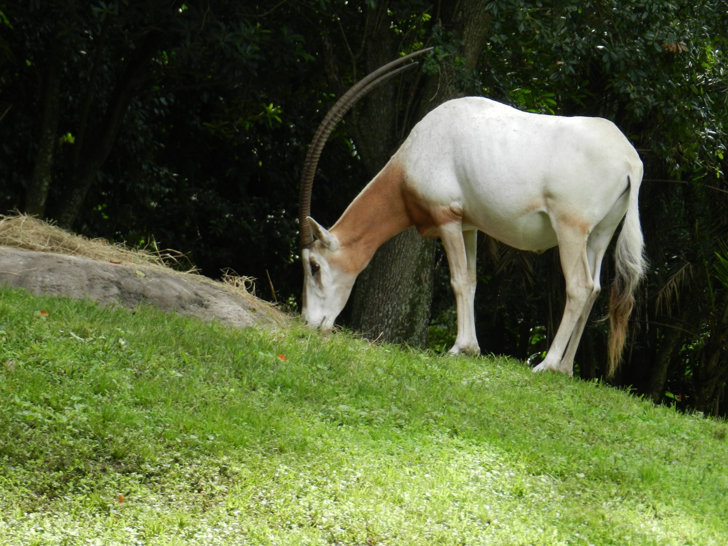 Scimitar-Horned Oryx (Oryx dammah) at Disney's Animal Kingdom Park