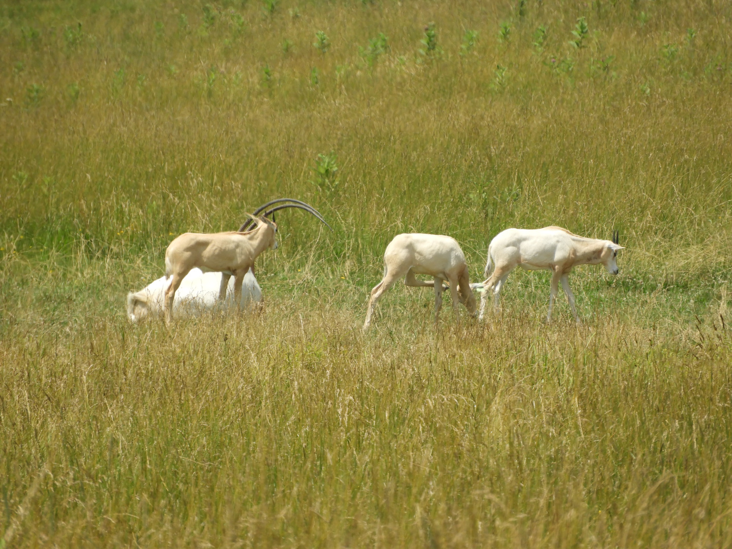 Scimitar-horned Oryx (Oryx dammah) calves