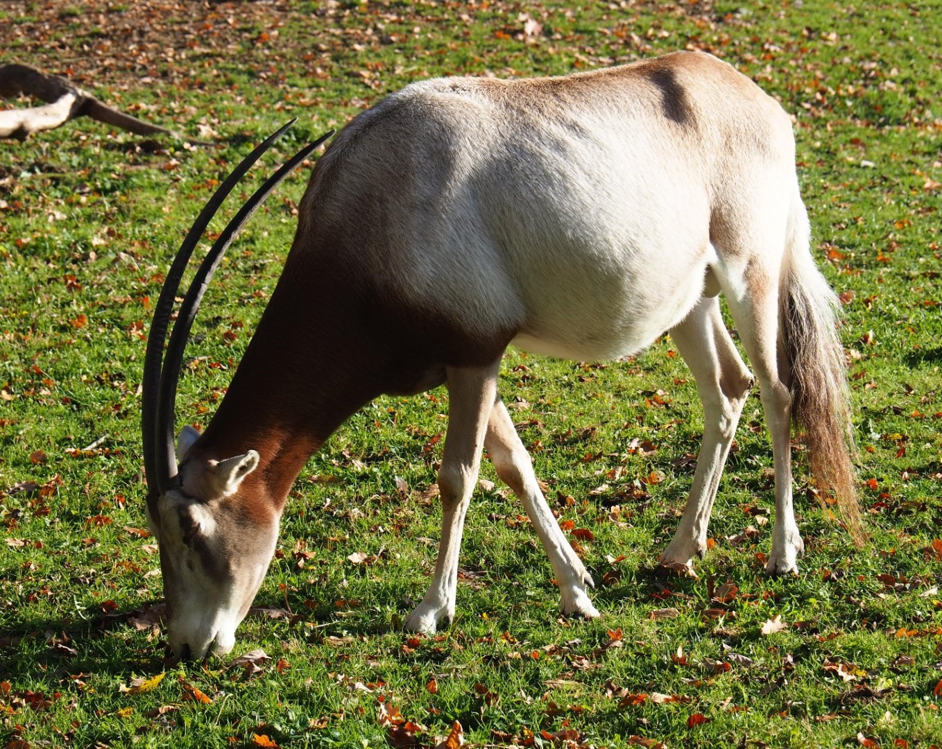 Scimitar-horned oryx (Oryx dammah), Nov 18th, 2018