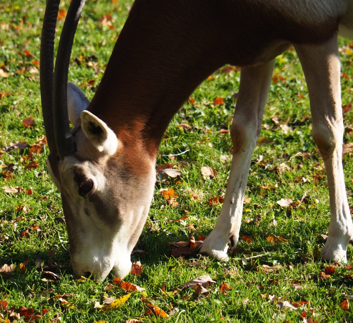 Scimitar-horned oryx (Oryx dammah), Nov 18th, 2018