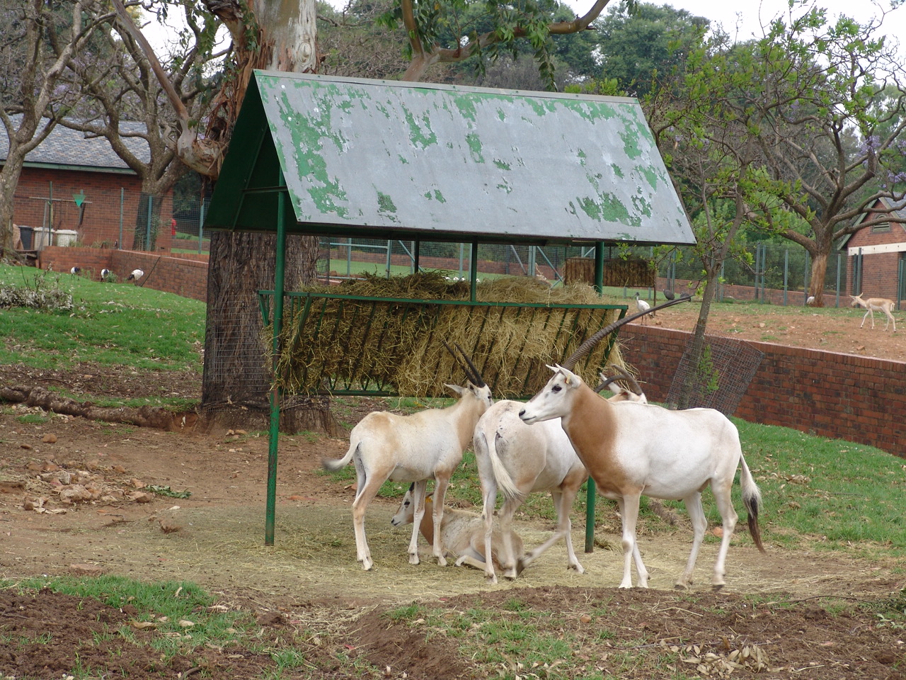 Scimitar-horned Oryx (Oryx dammah)