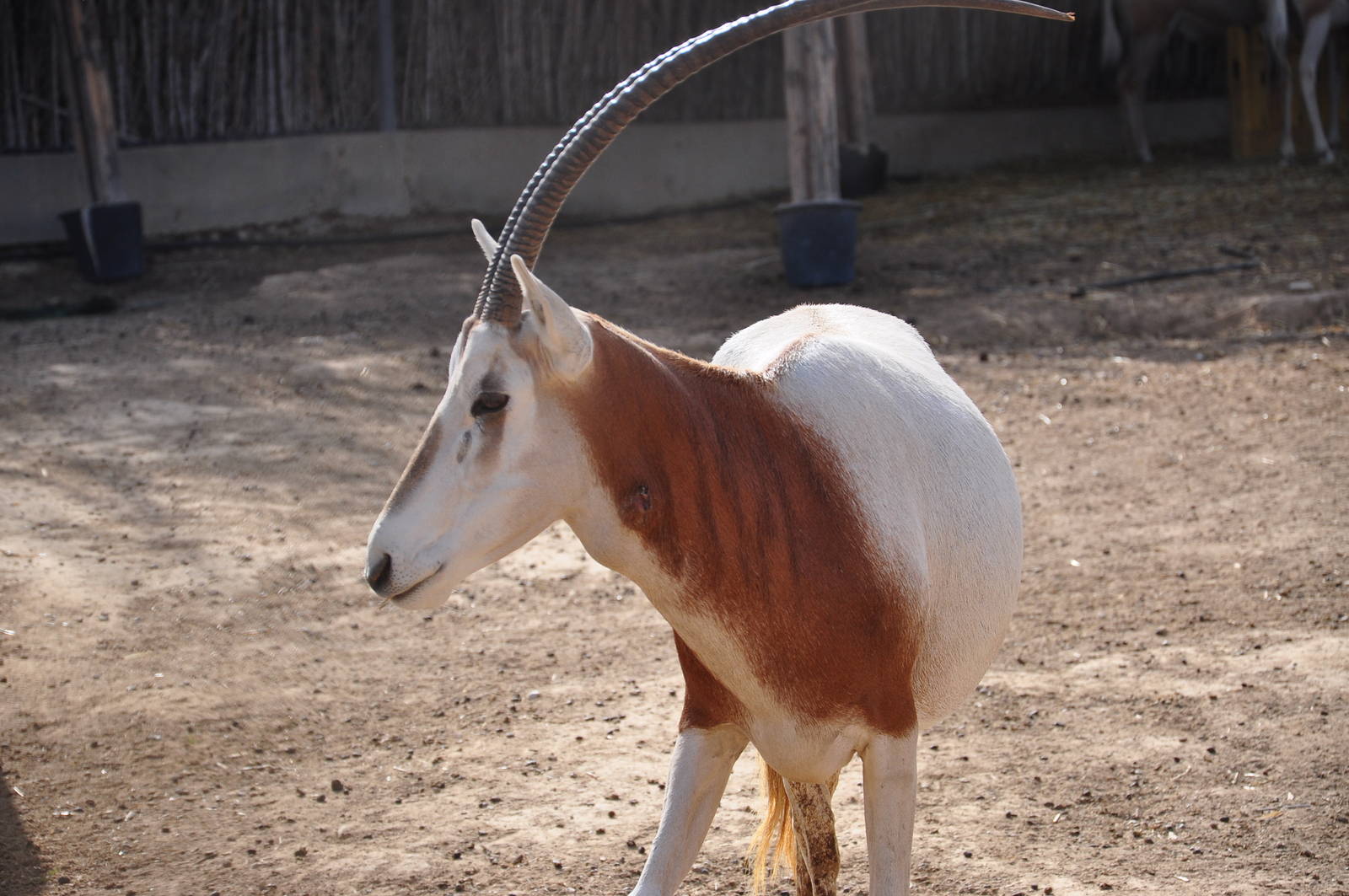 Scimitar-horned oryx/ Oryx dammah