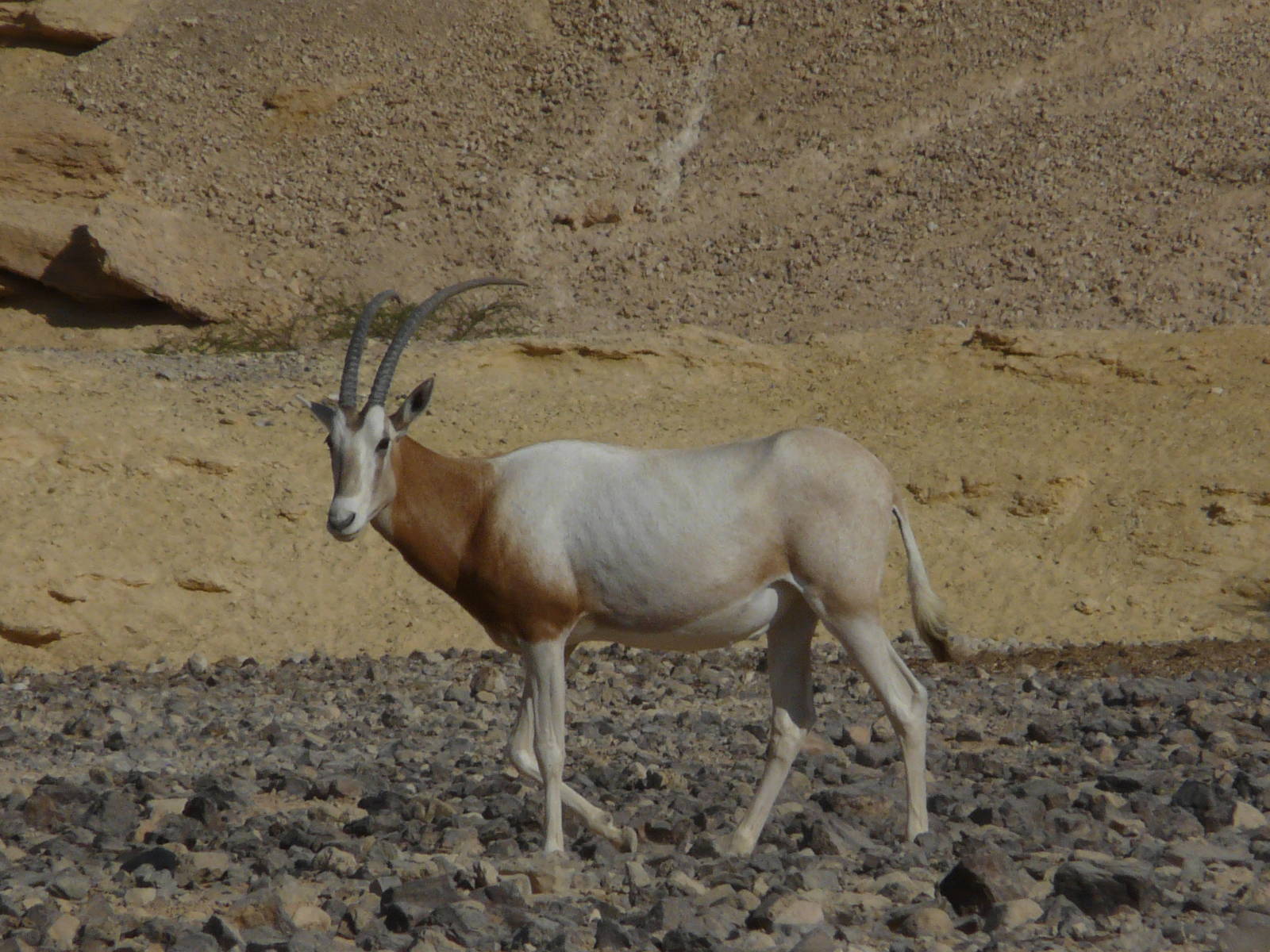 Scimitar-horned oryx/ Oryx dammah