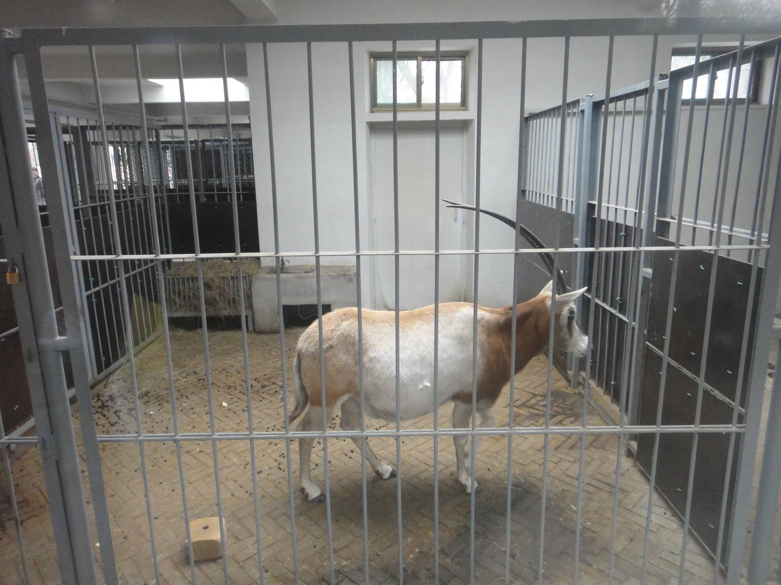 Scimitar-horned oryx (Oryx dammah)