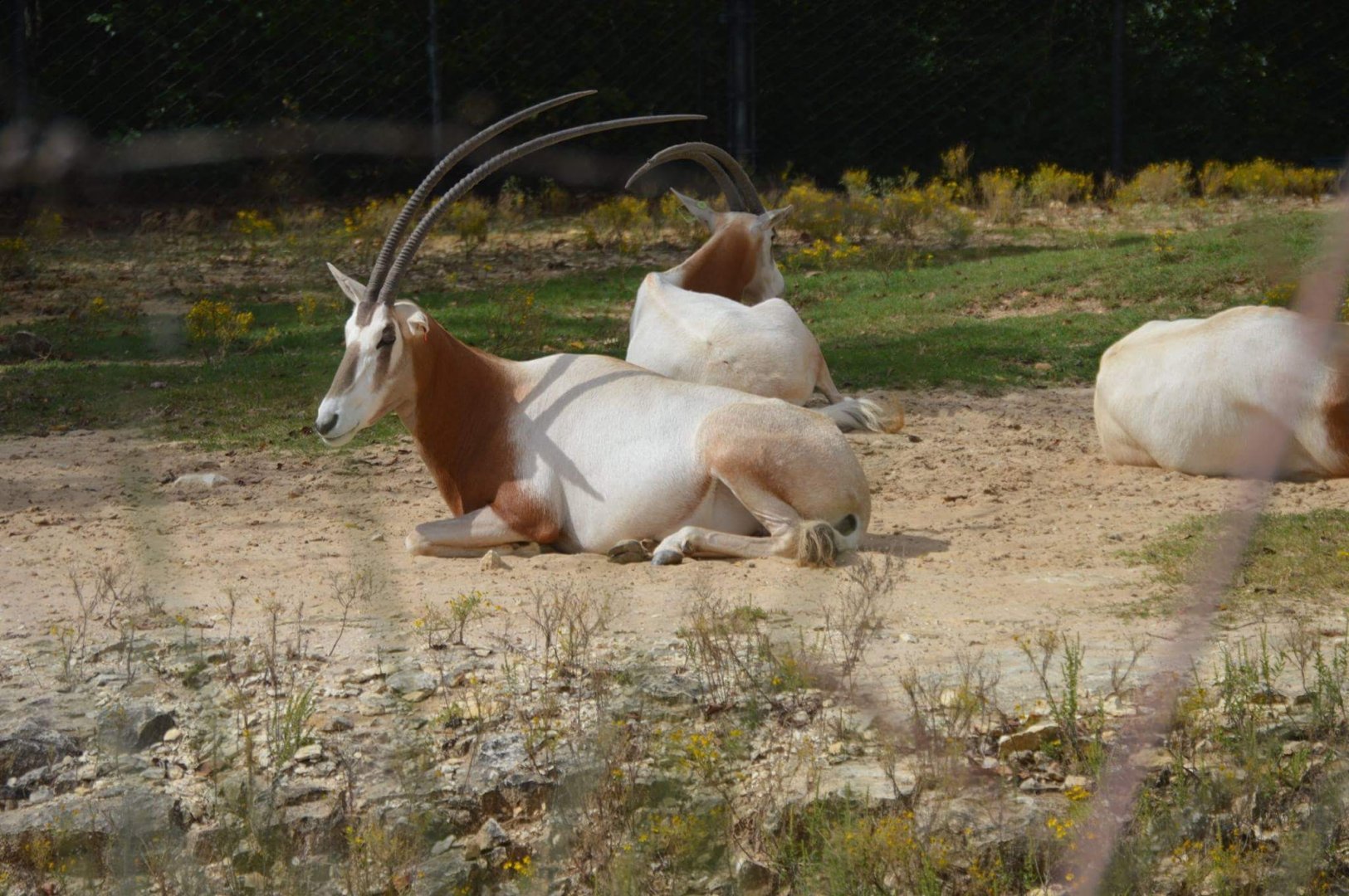 Scimitar-Horned Oryx (Oryx dammah)