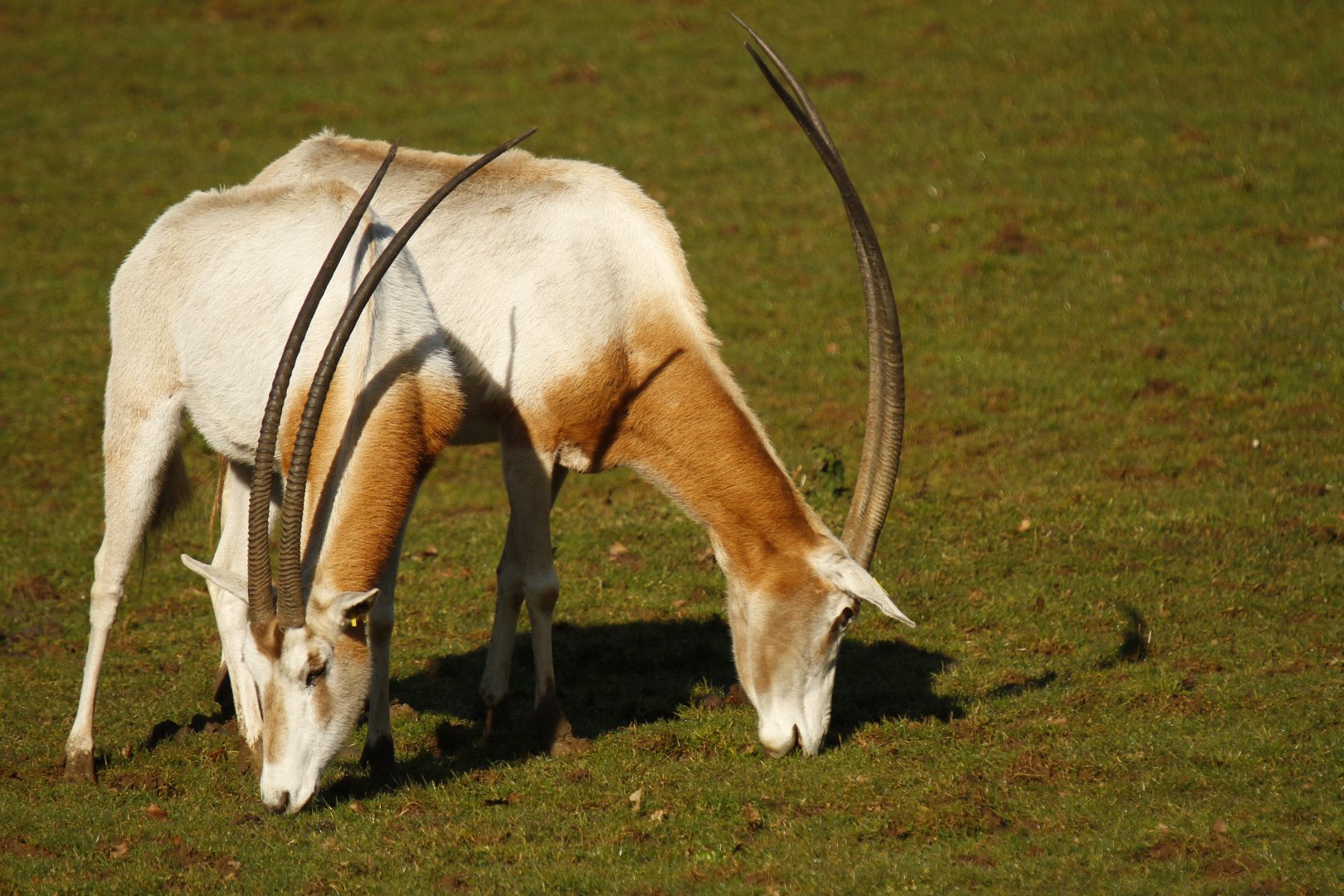 Scimitar-horned oryx (Oryx dammah)
