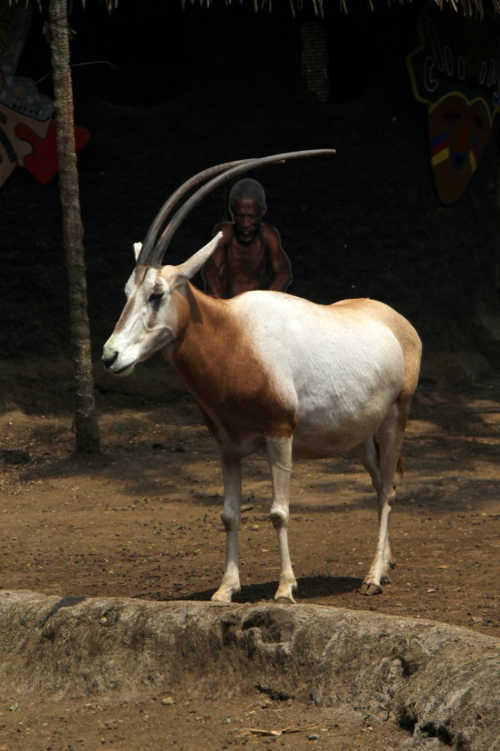 scimitar-horned oryx (Oryx dammah)