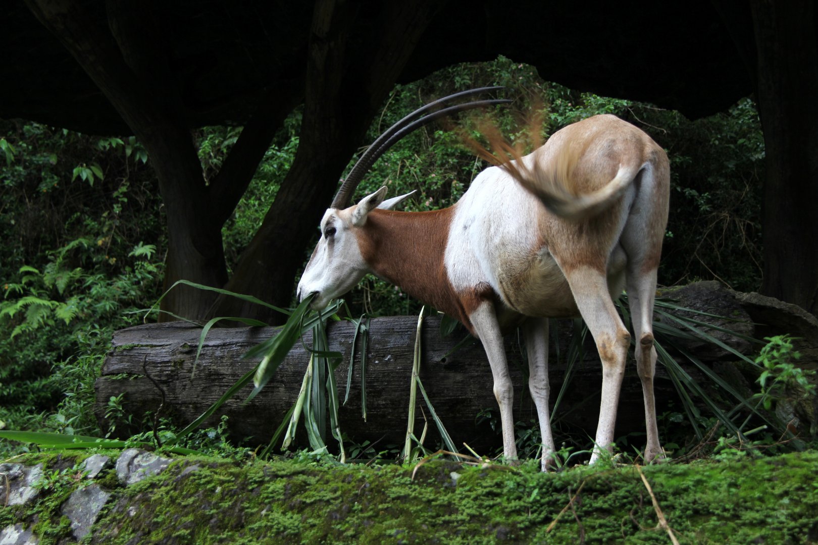 scimitar-horned oryx (Oryx dammah)