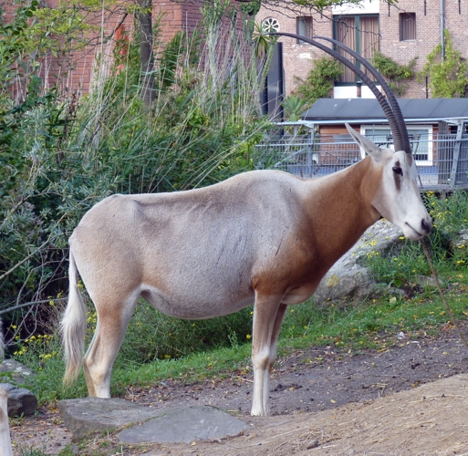 Scimitar-horned oryx (Oryx dammah)