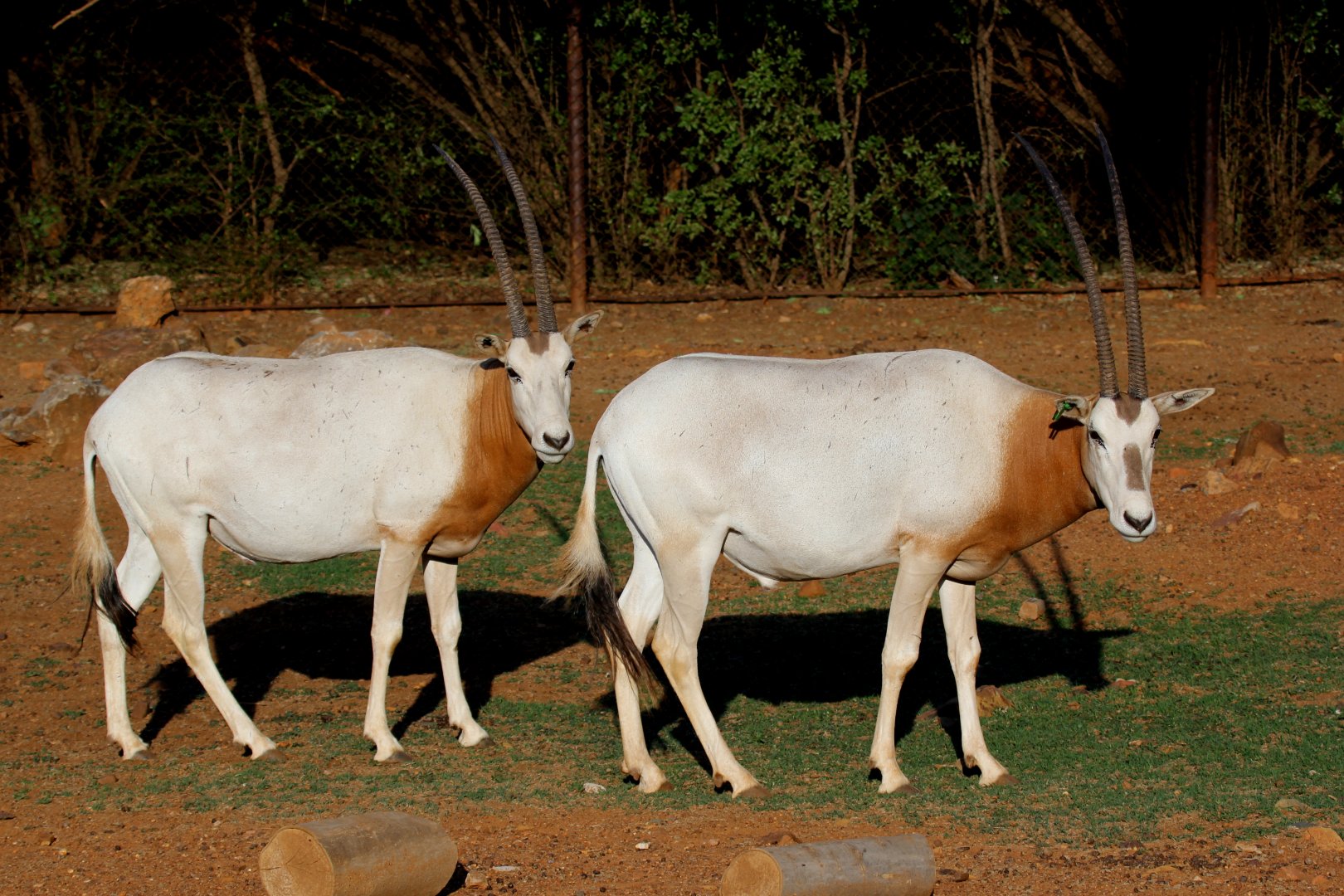 scimitar-horned oryx (Oryx dammah)