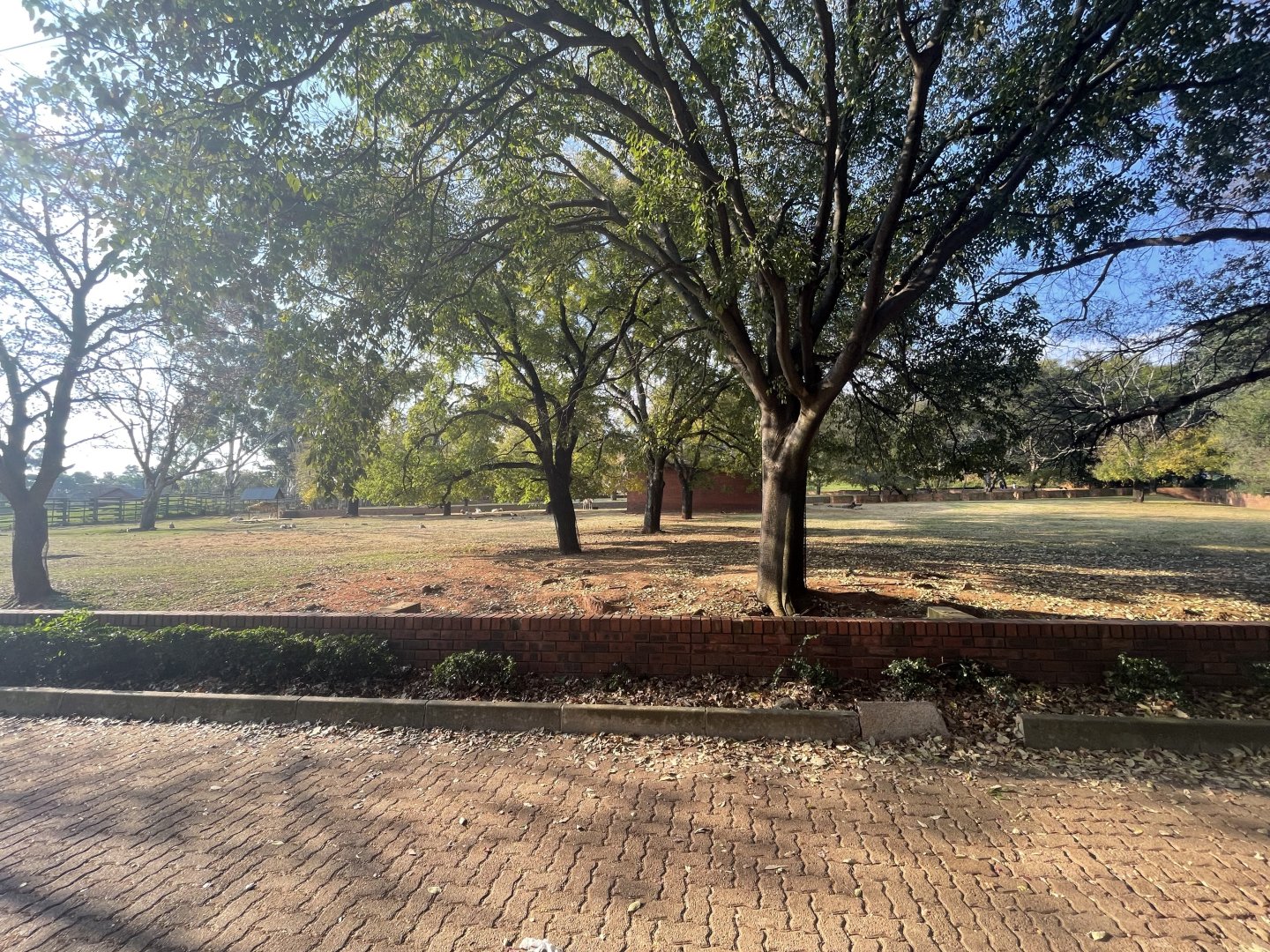 Scimitar-horned Oryx (Oryx dammah)