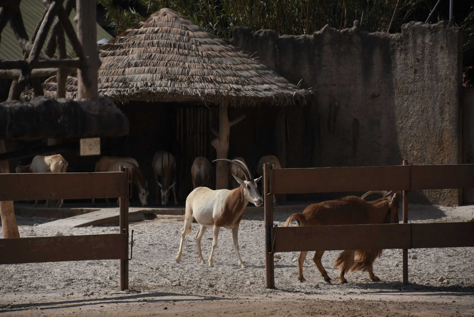 Scimitar-horned oryx (Oryx dammah)