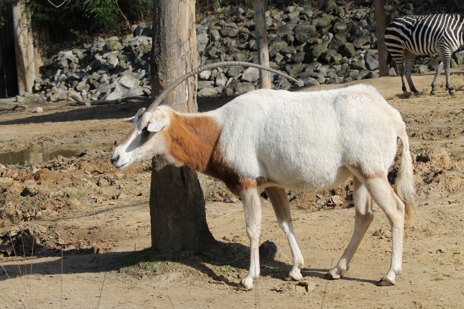 Scimitar-Horned Oryx (Oryx dammah)