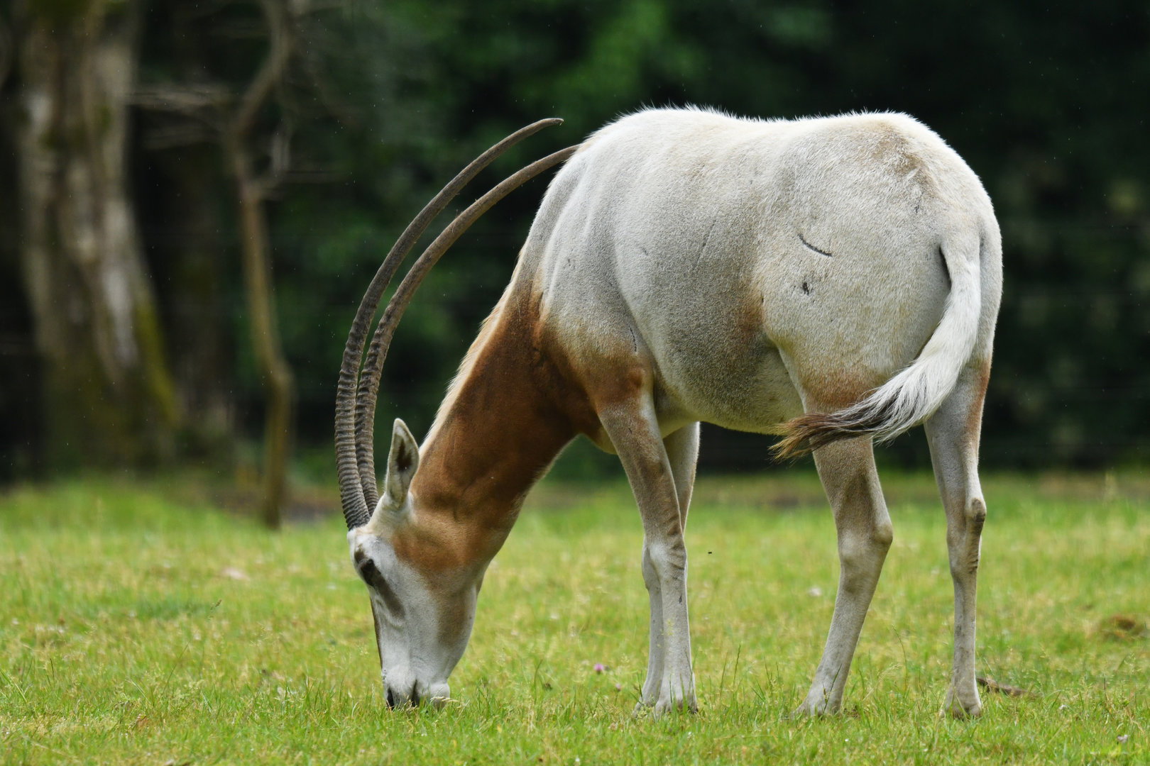 Scimitar-horned Oryx (Oryx dammah)