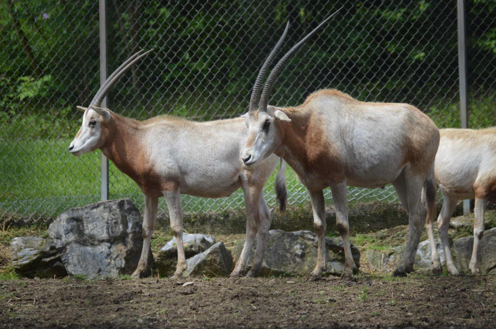 Scimitar-horned Oryx (Oryx dammah)