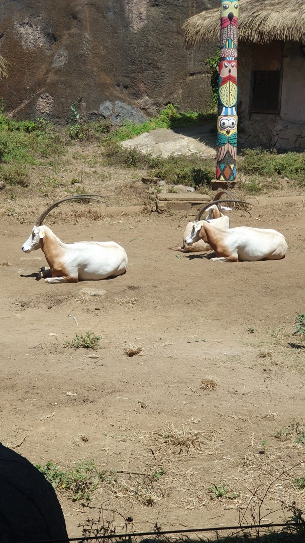 Scimitar-horned Oryx (Oryx dammah)