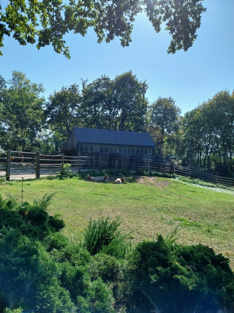 Scimitar-horned Oryx (Oryx dammah)
