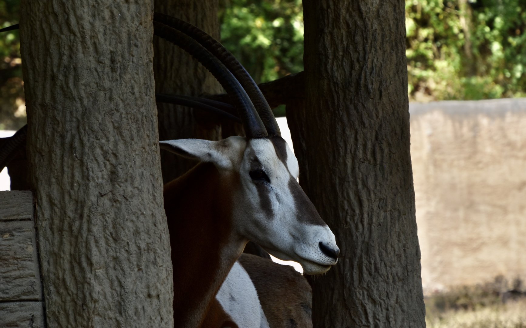 Scimitar-Horned Oryx (Oryx dammah)