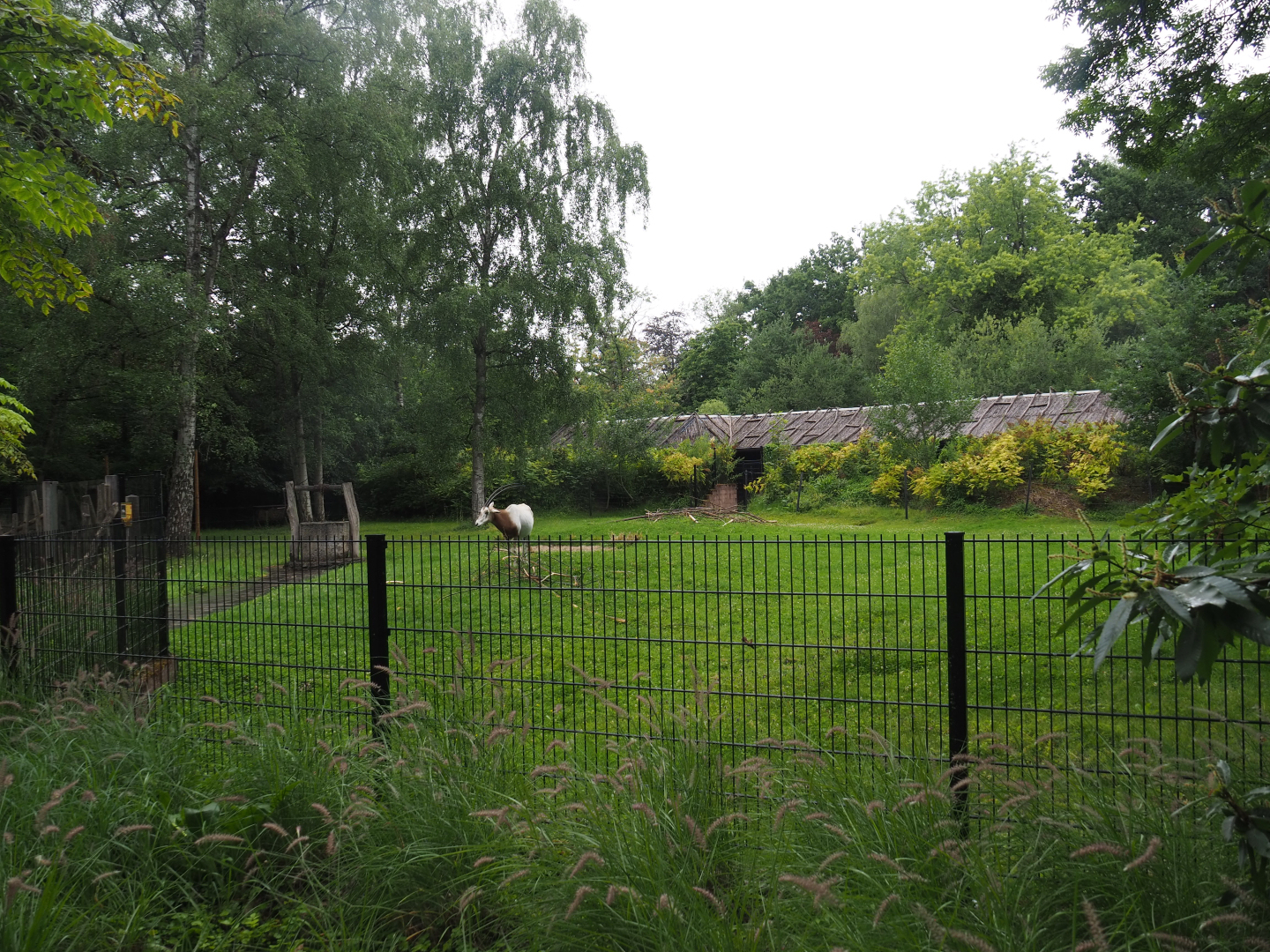 Scimitar-horned oryx paddock, 2020-07-14