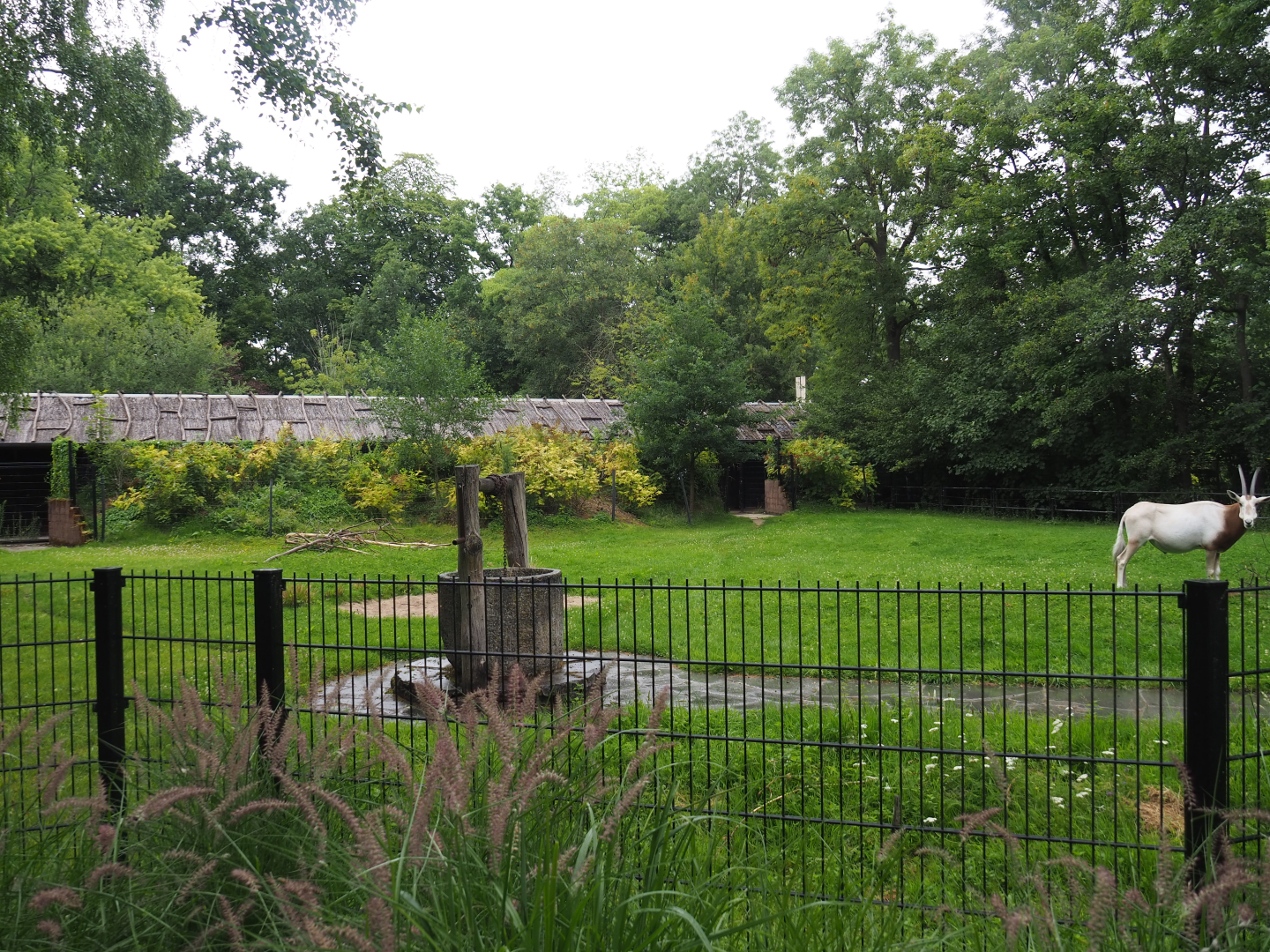 Scimitar-horned oryx paddock, 2020-07-14