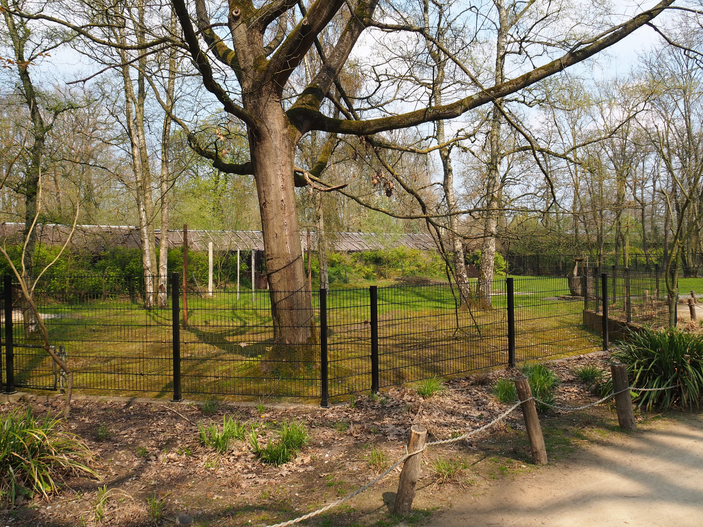 Scimitar-horned oryx paddock, 2021-04-20