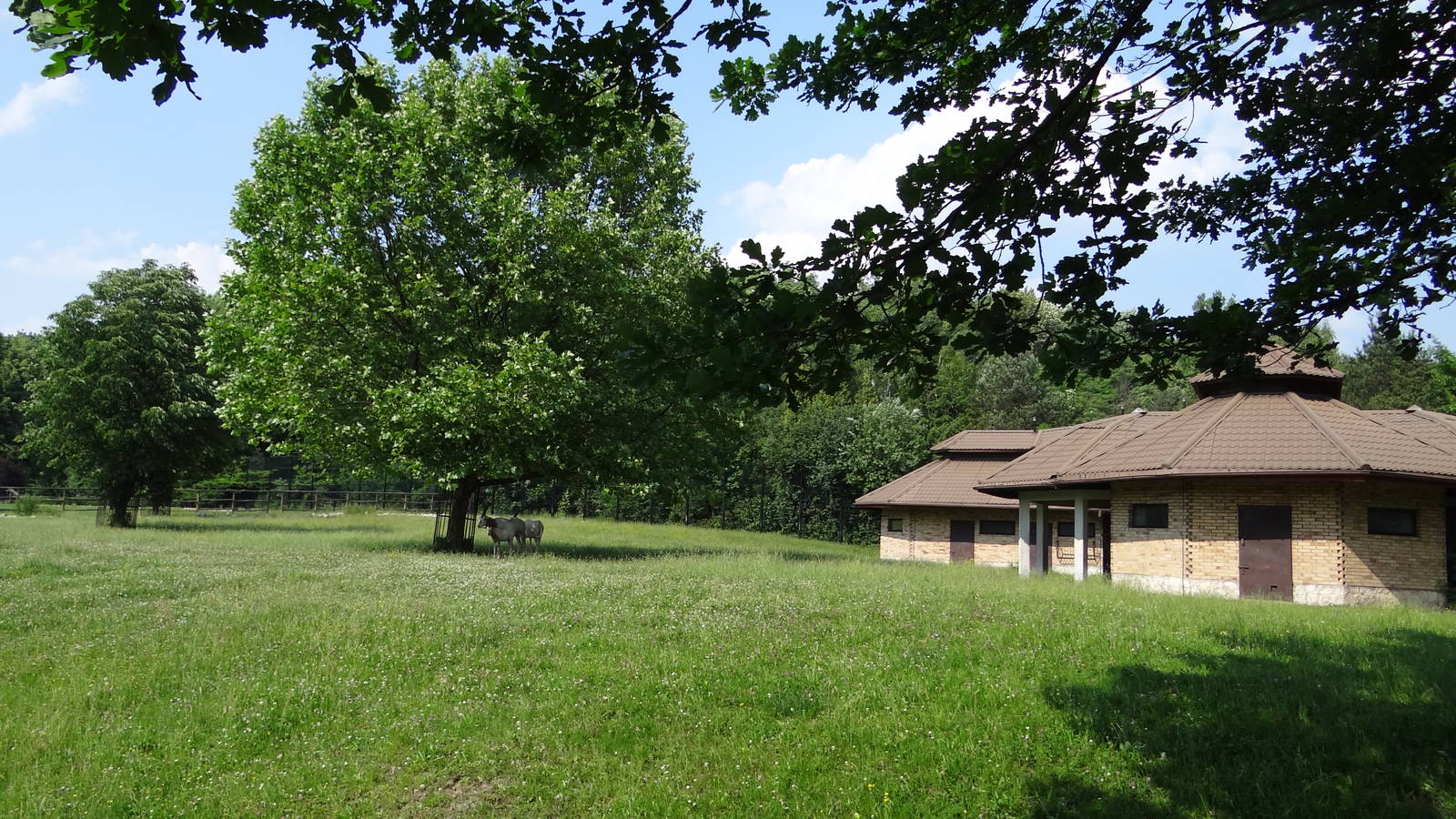 Scimitar-horned Oryx paddock and house