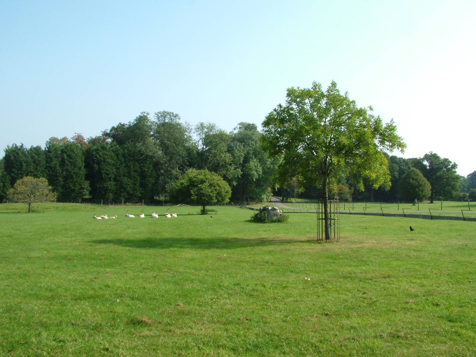 Scimitar-horned Oryx paddock at Cotswold WP 19/09/09
