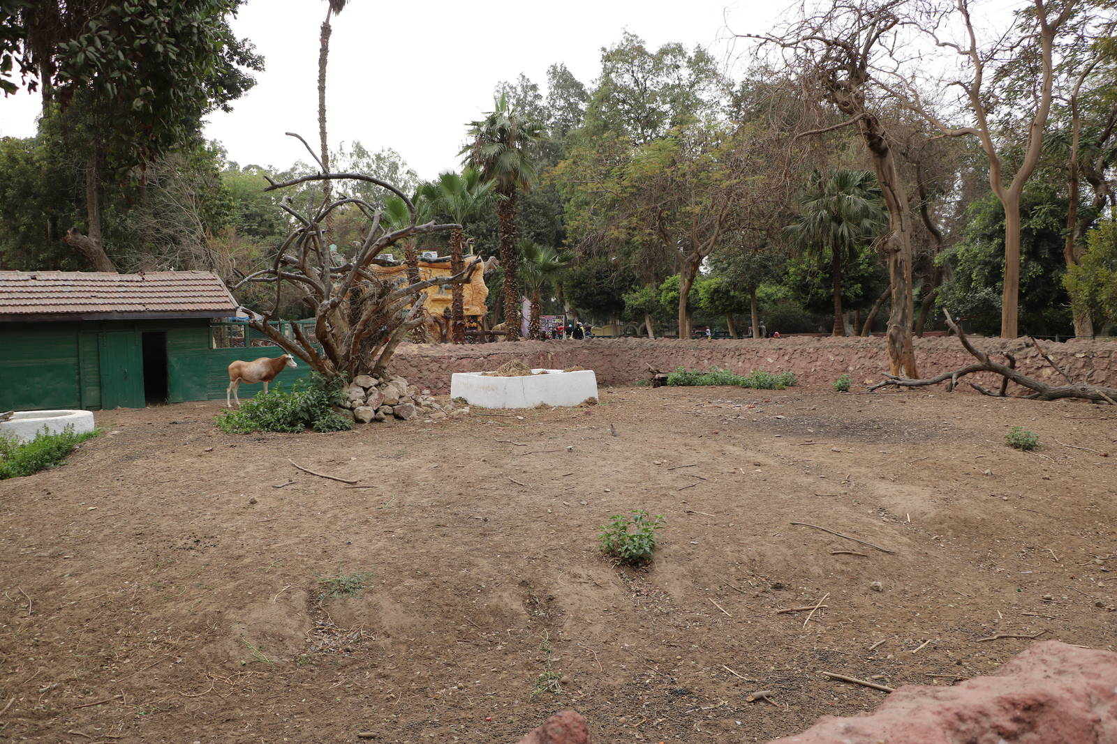 Scimitar-horned oryx paddock, February 2016