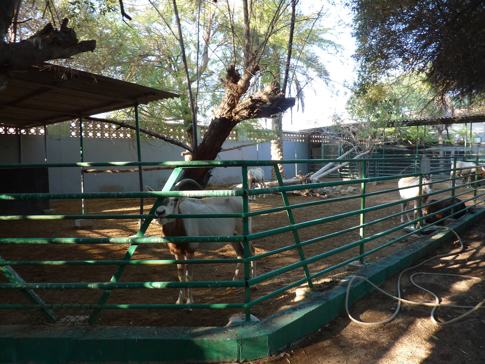 Scimitar-horned oryx paddock