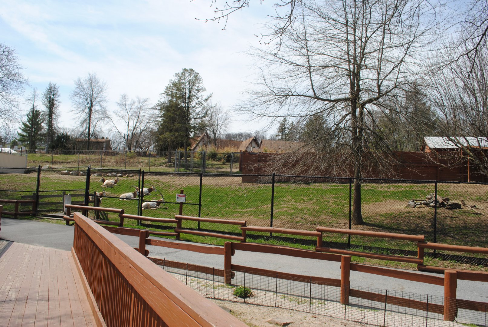 Scimitar-horned Oryx Paddock