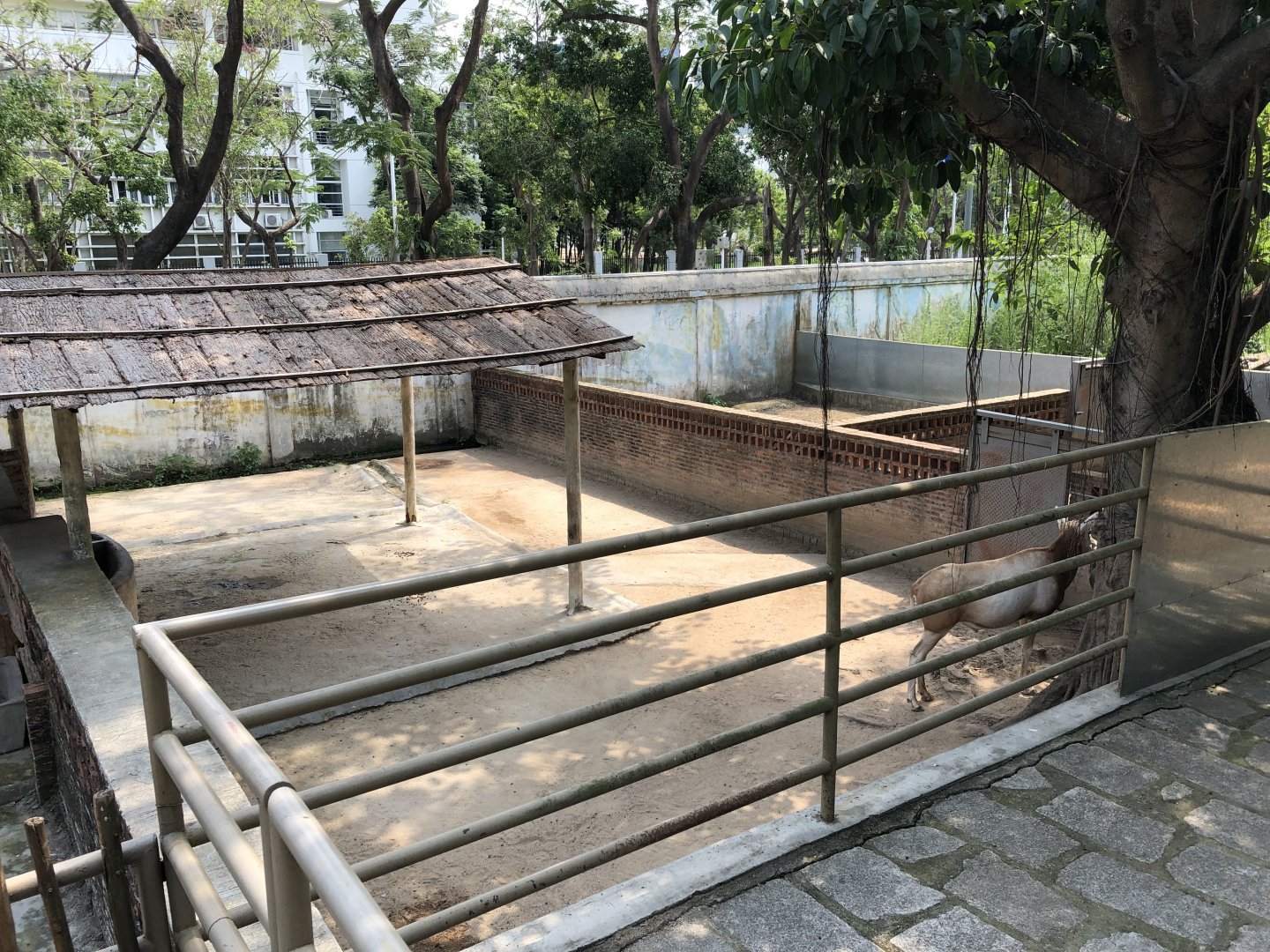 Scimitar-Horned Oryx Paddock