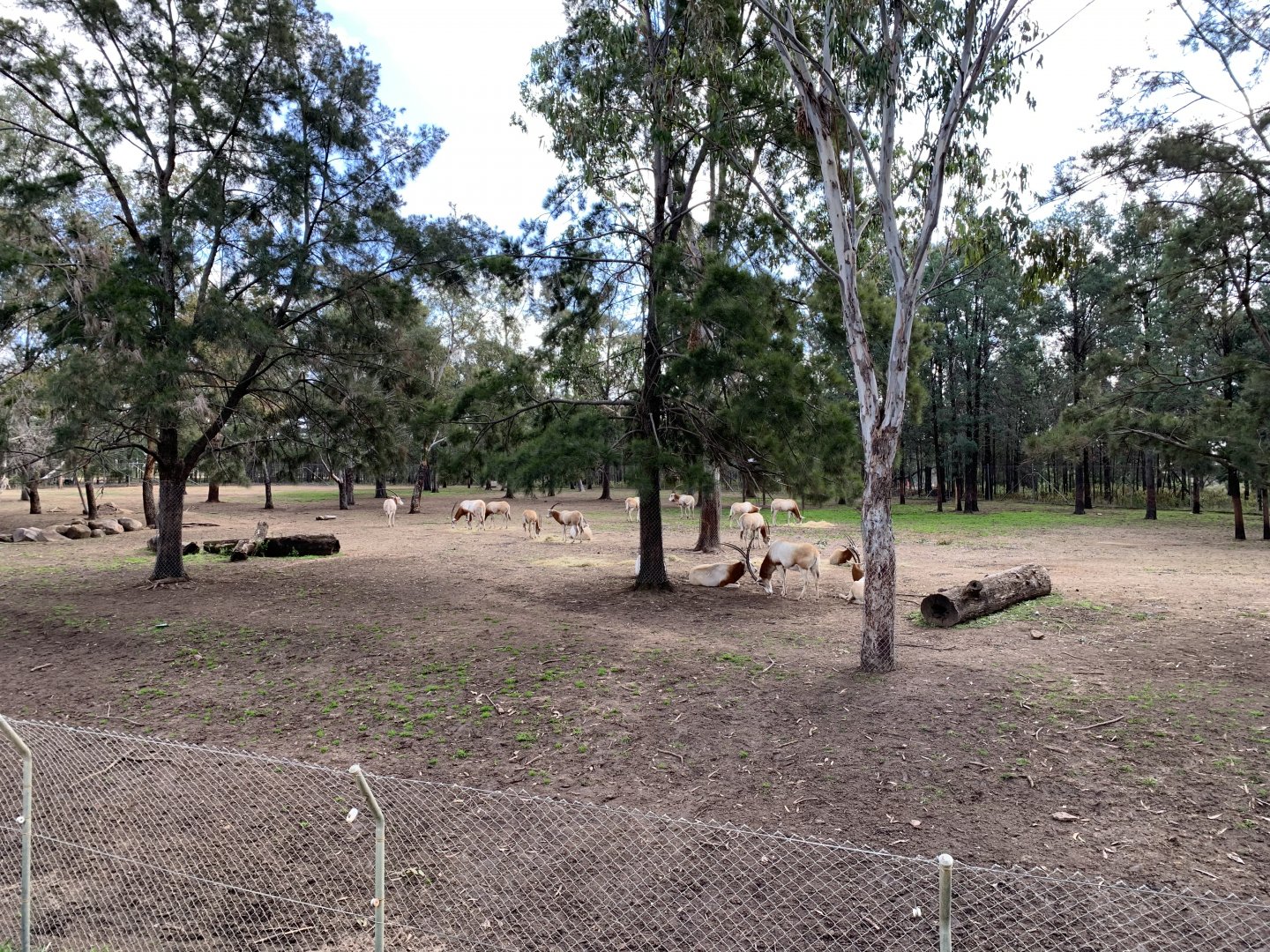 Scimitar-horned Oryx Paddock