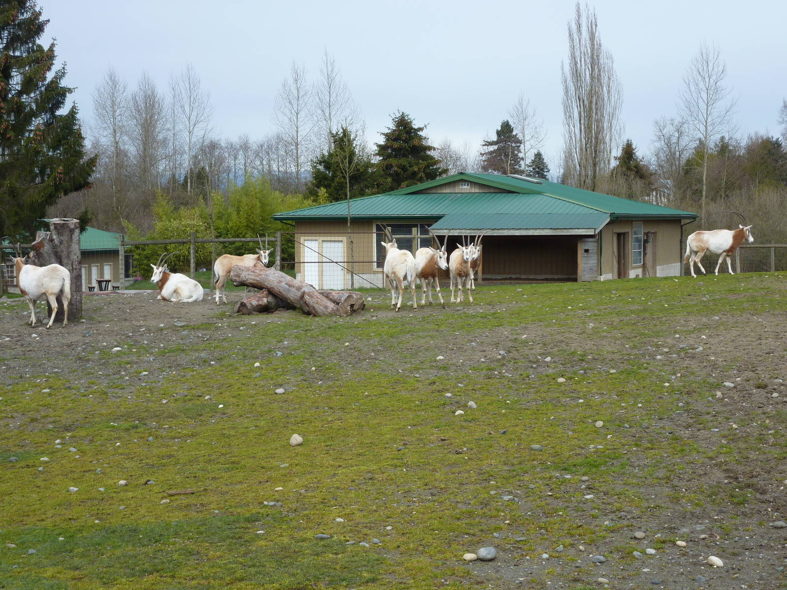 Scimitar Horned-Oryx Paddock