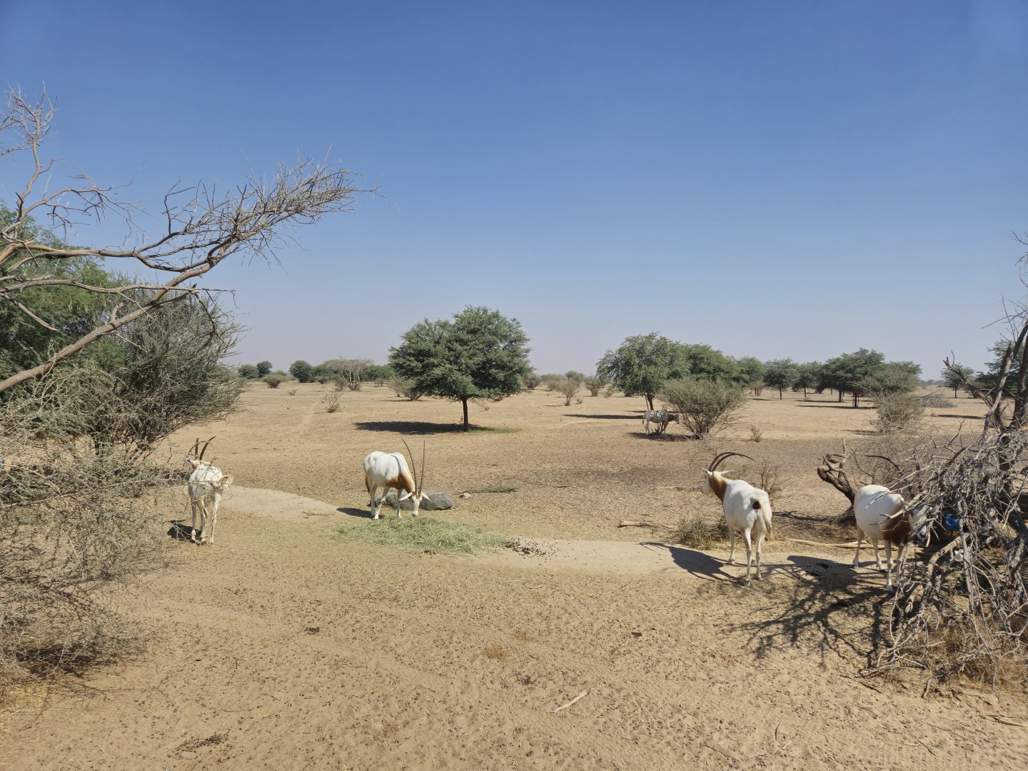 Scimitar-horned Oryx,  Sahel
