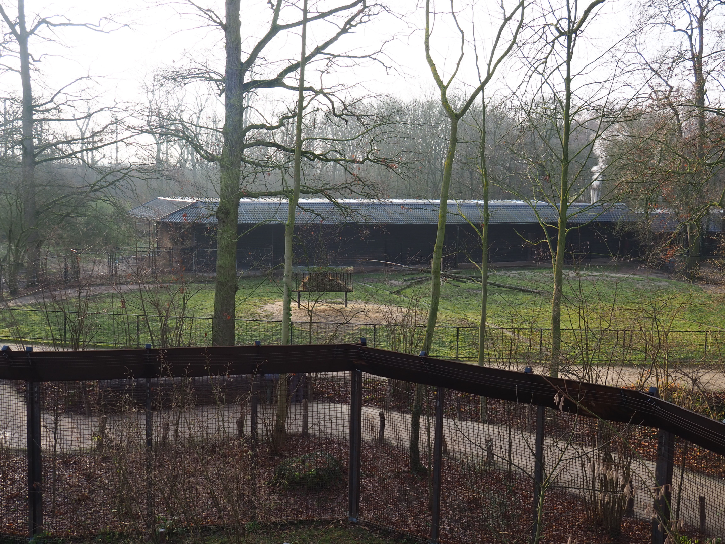Scimitar-horned oryx, seen from the Barbary macaque observation deck, 2019-12-28