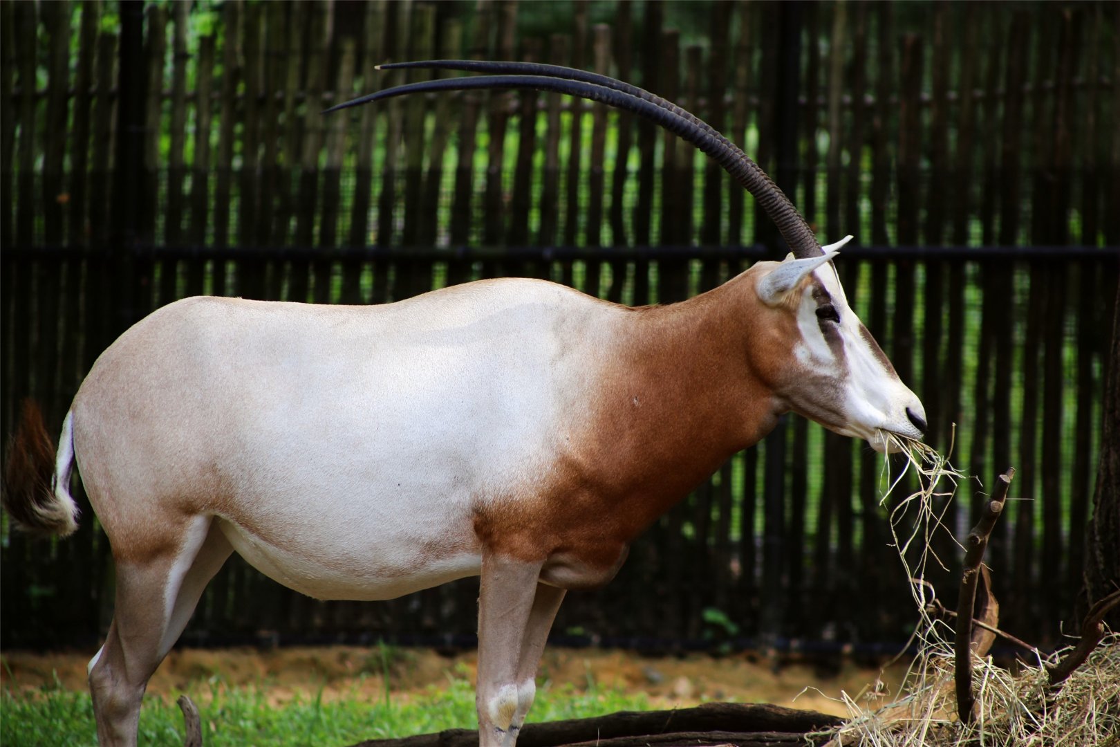 Scimitar-horned Oryx, September 2018