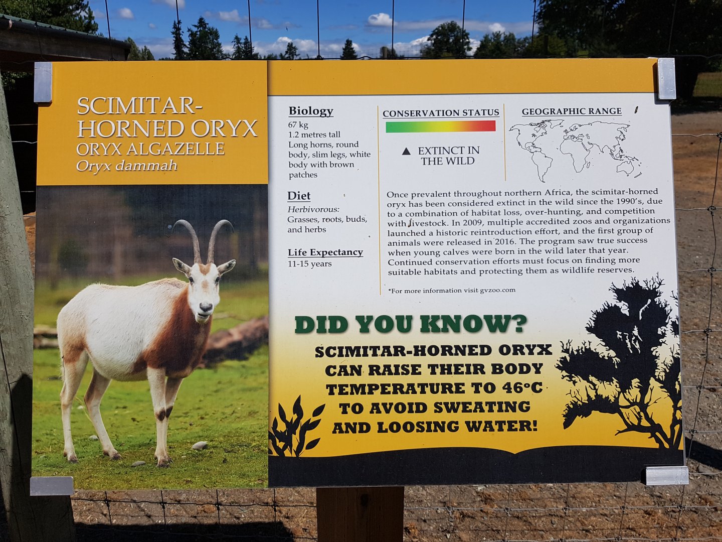 Scimitar-Horned Oryx Sign