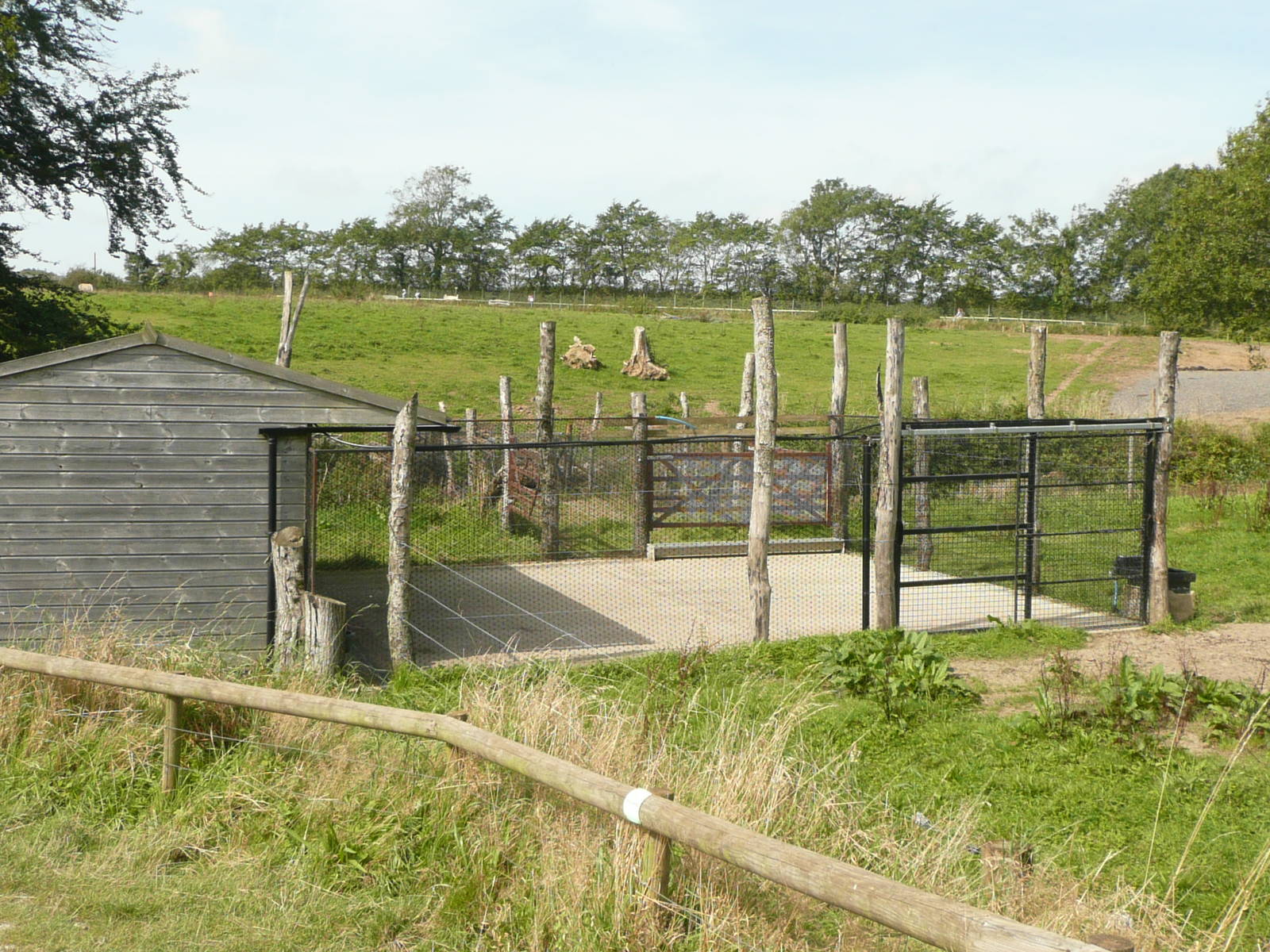 Scimitar-horned oryx stable and yard